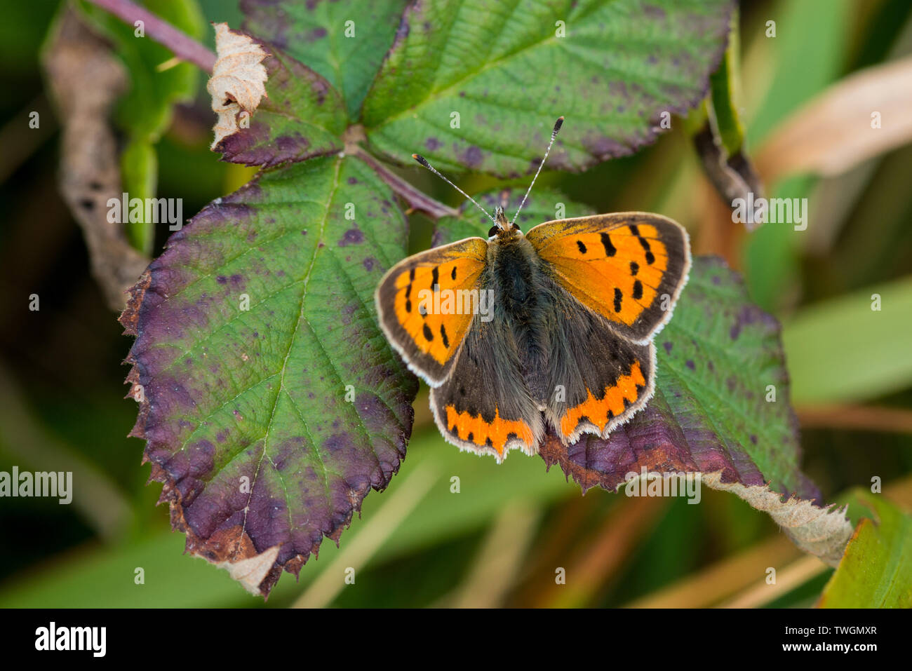 Kleine Kupfer Schmetterling am Dornbusch Blatt Stockfoto