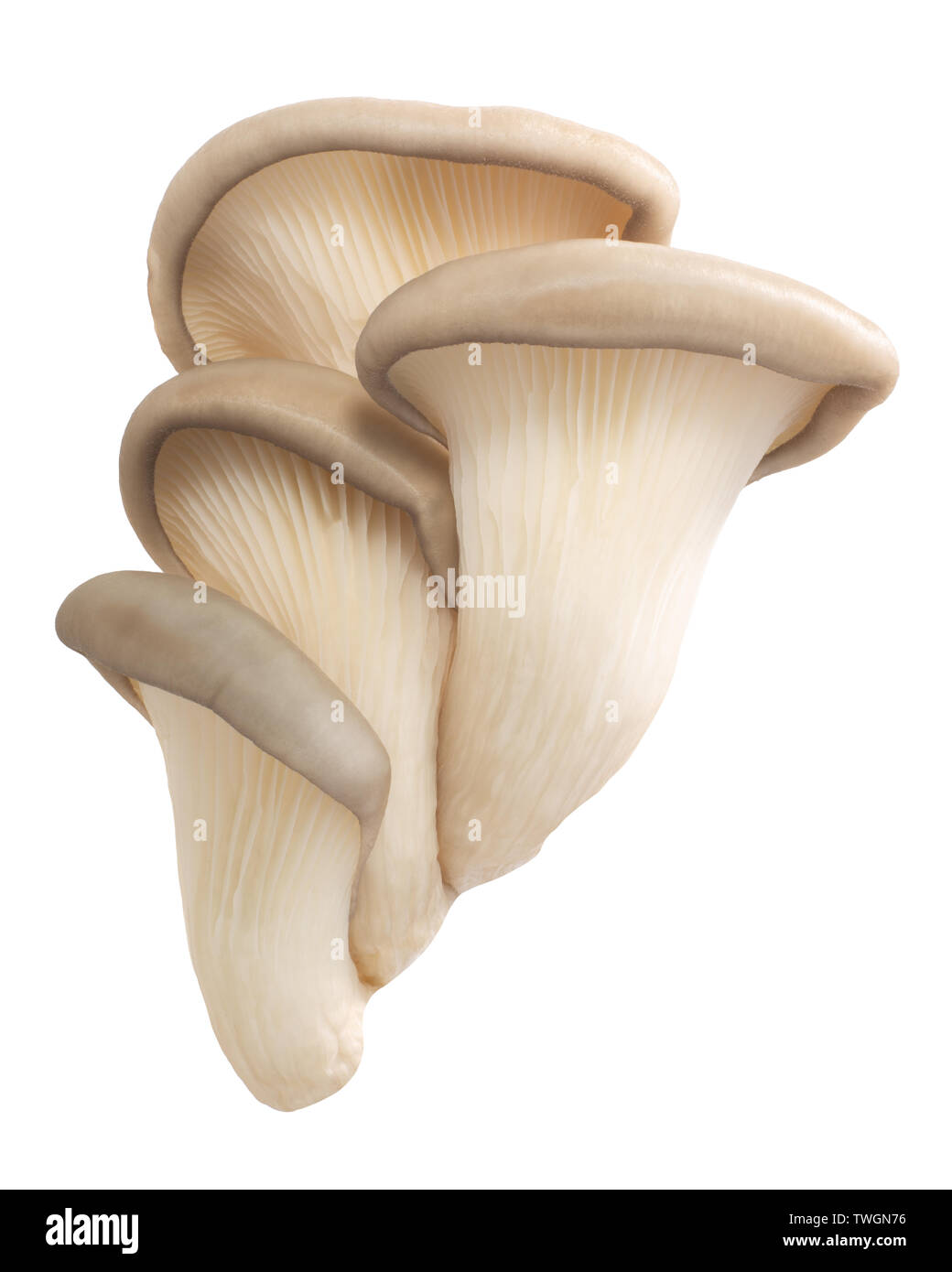 Austernpilzen (Pleurotus ostreatus), eine essbare Pilze angebaut, isoliert Stockfoto