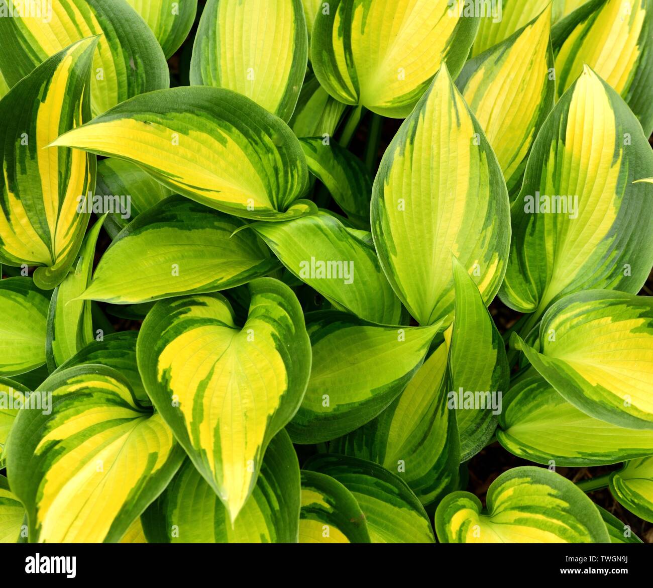 Nahaufnahme der Blätter der Hosta Juni Geist. Stockfoto