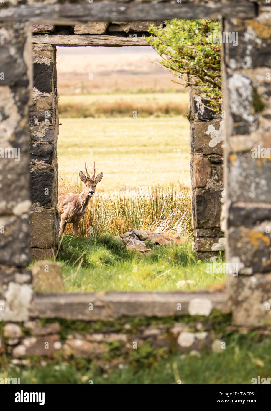 Rehe eingerahmt, wie es vorsichtig durch die Tür einer verlassenen Hütte sieht, Loch Gruinart, Islay, Schottland Stockfoto