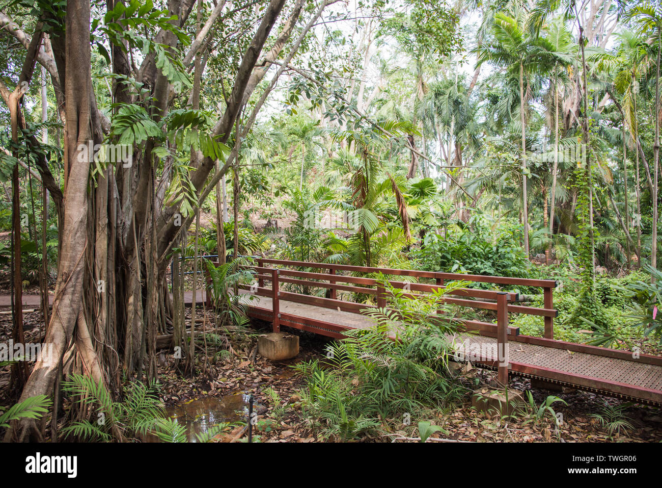 Fußgängerbrücke überqueren Regenwald Stream mit tropischer Flora in Darwin, Australien Stockfoto