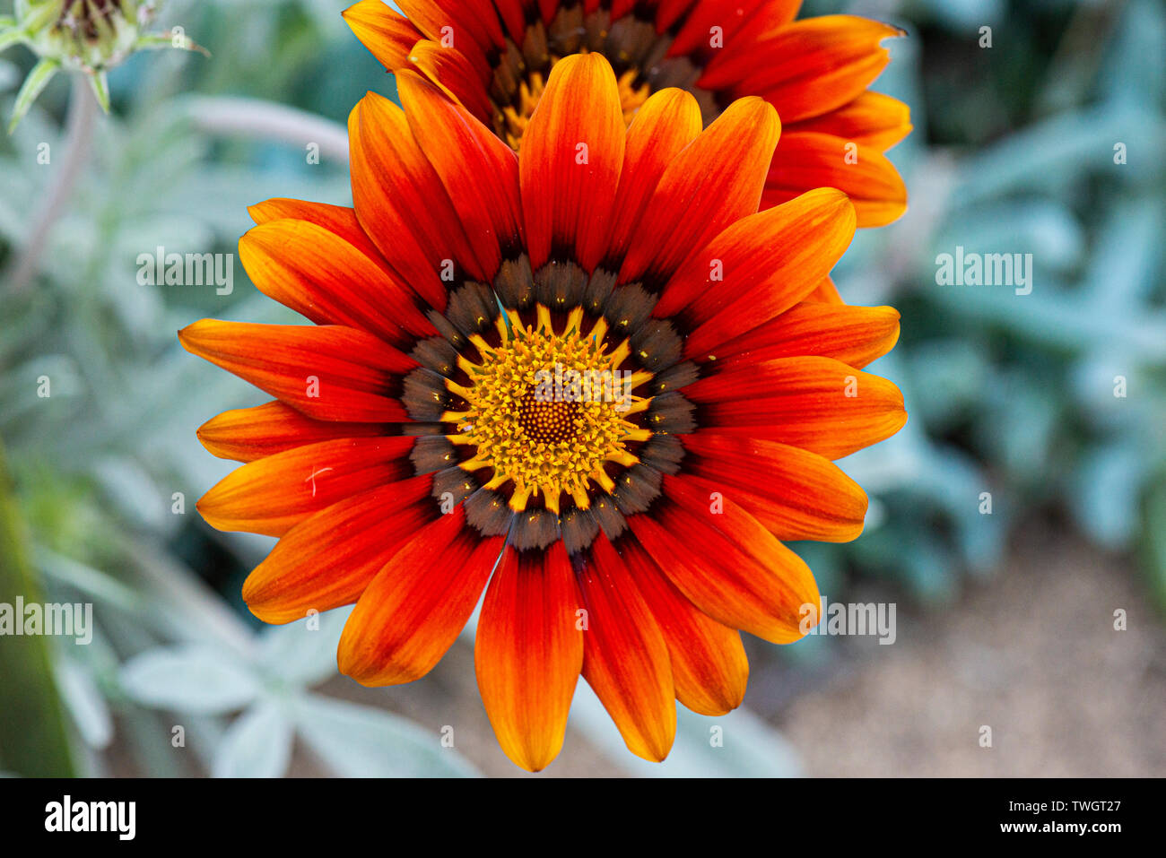 Eine orangene Schatzblume (Gazania rigens) Stockfoto