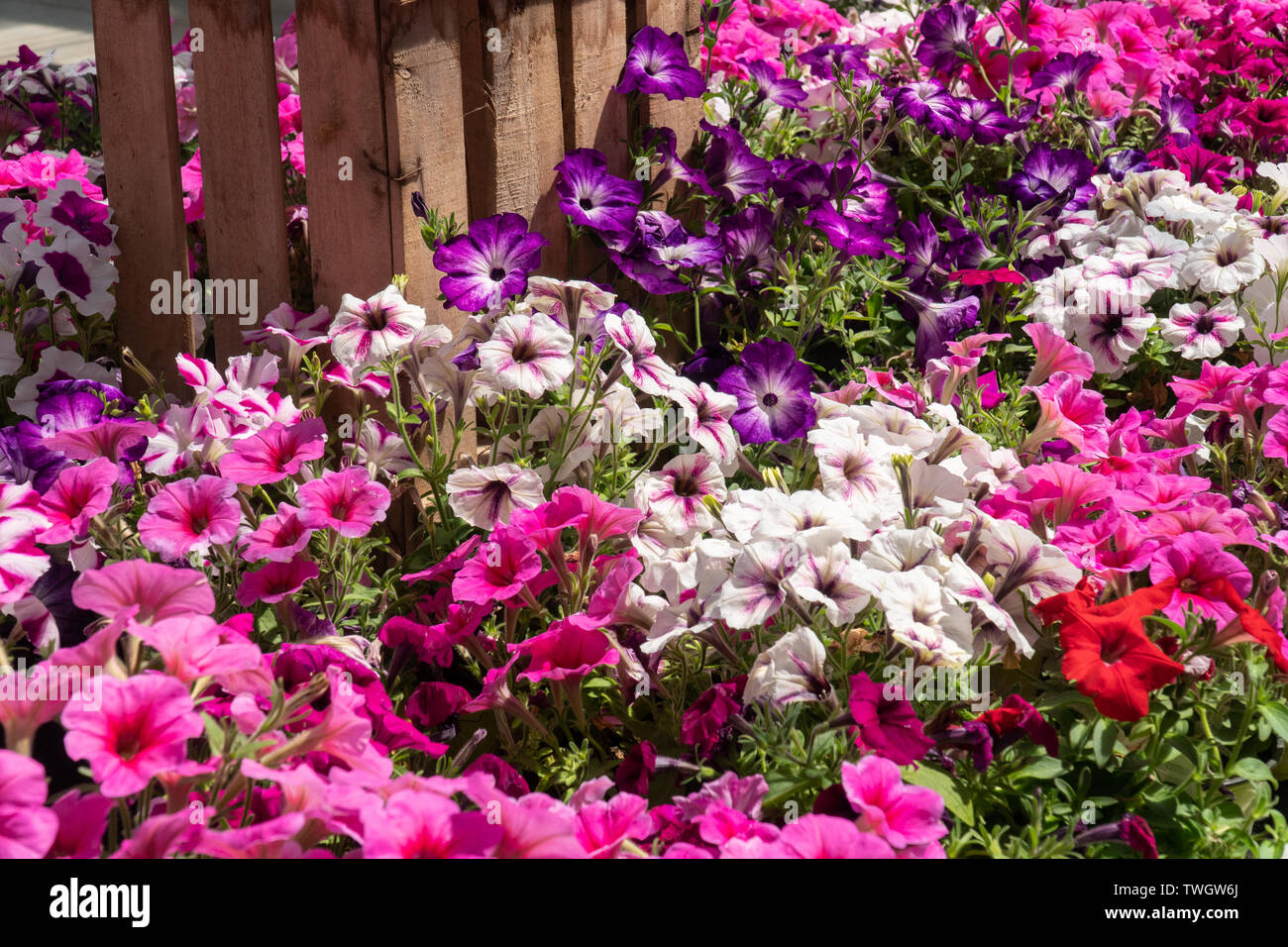 Gruppe von Petunia Blumen in voller Blüte. Petunia hybrida Stockfoto