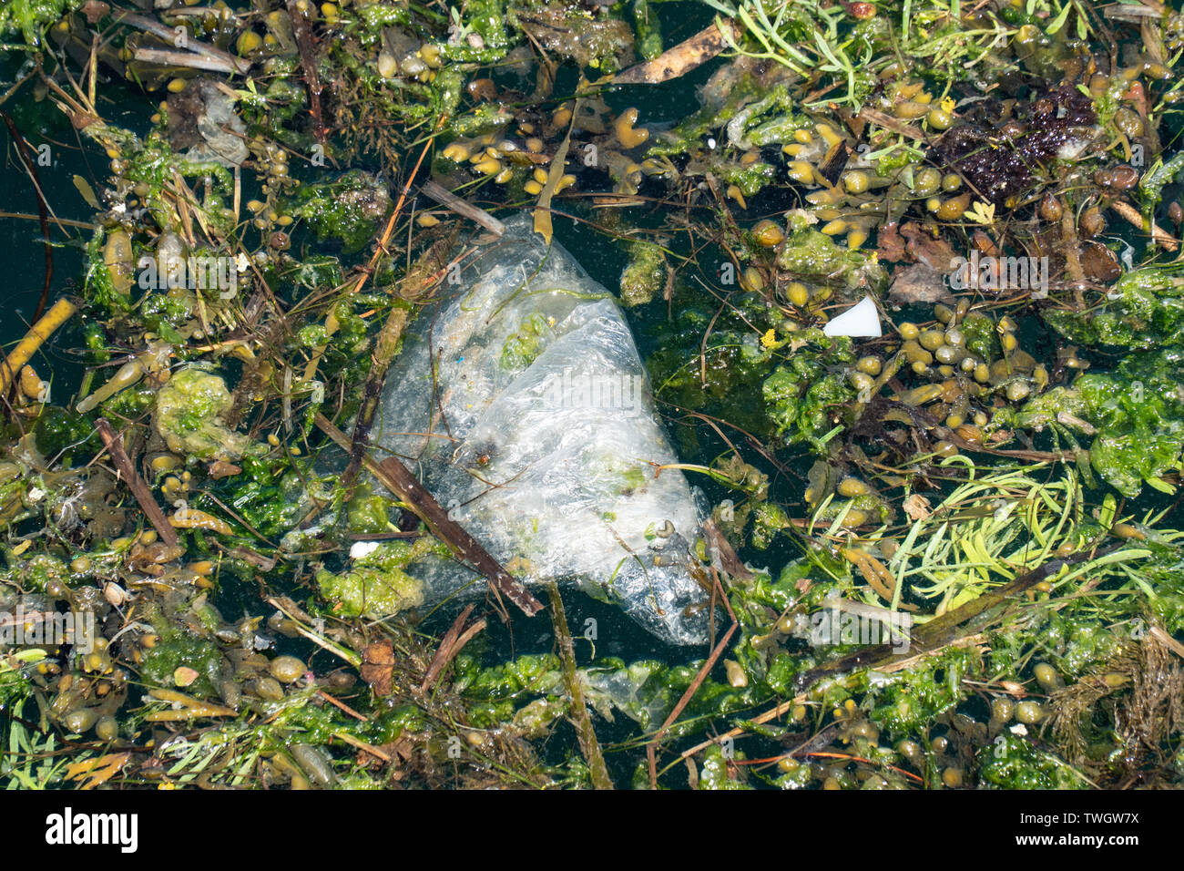 Plastikbeutel schwimmend auf Meerwasser durch Algen umgeben. Kunststoff Verschmutzung Konzept Stockfoto