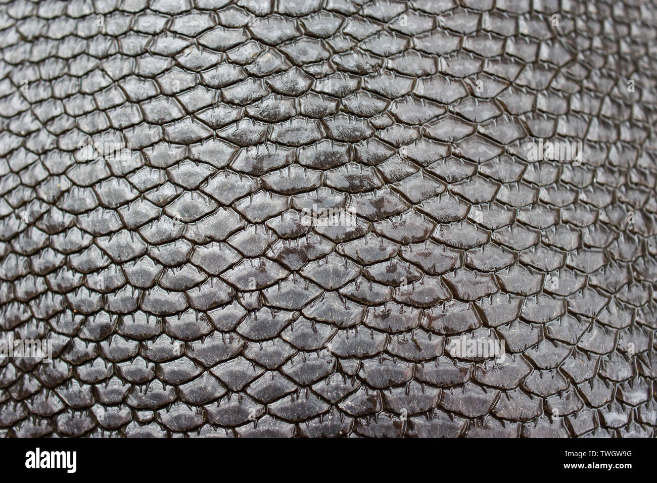 Eine Nahaufnahme von einem Biber (Castor canadensis) Schwanz mit Details der Skalen. Stockfoto