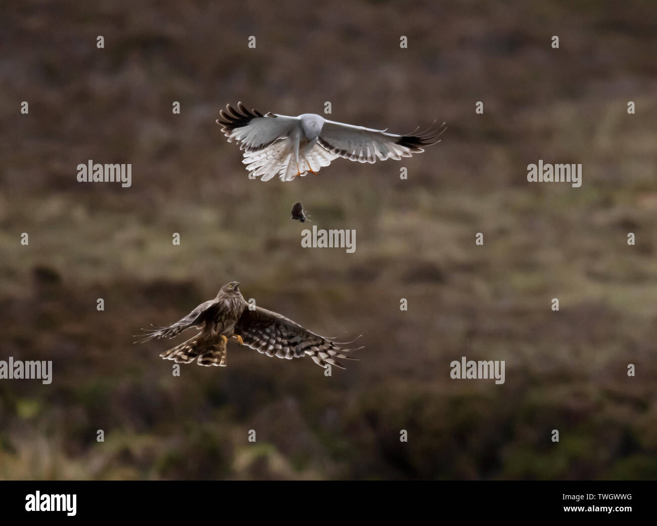 Ein paar der Henne Harriers (Circus cyaneus) eine dramatische Essen pass durchführen, bevor Frau kehrt zum Nest mit der Beute, North Uist, Äußere Hebriden, Schottland Stockfoto