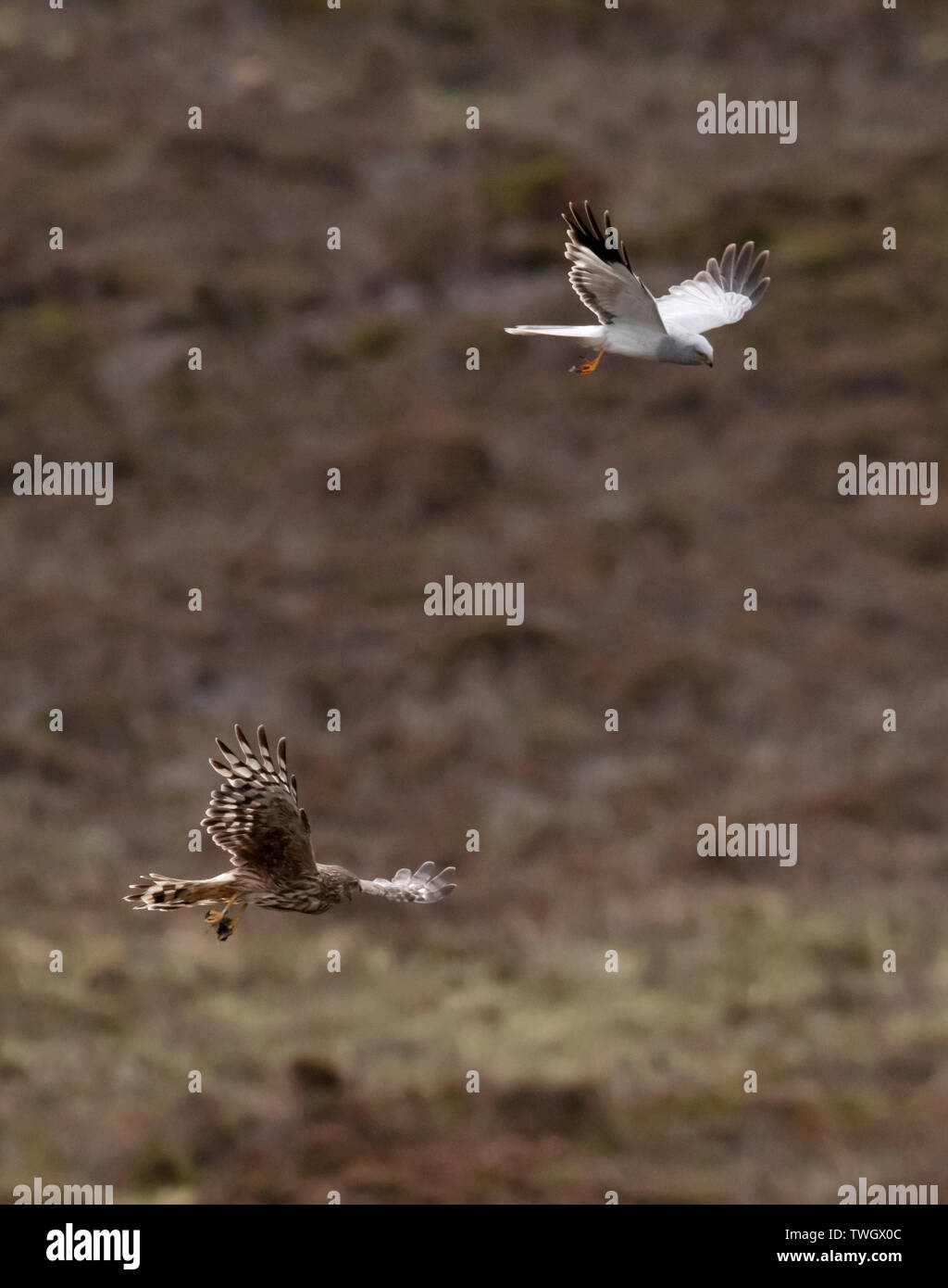 Ein paar der Henne Harriers (Circus cyaneus) eine dramatische Essen pass durchführen, bevor Frau kehrt zum Nest mit der Beute, North Uist, Äußere Hebriden, Schottland Stockfoto