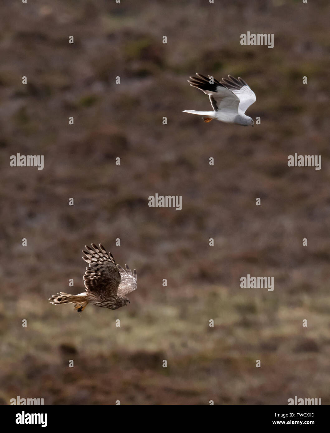 Ein paar der Henne Harriers (Circus cyaneus) eine dramatische Essen pass durchführen, bevor Frau kehrt zum Nest mit der Beute, North Uist, Äußere Hebriden, Schottland Stockfoto