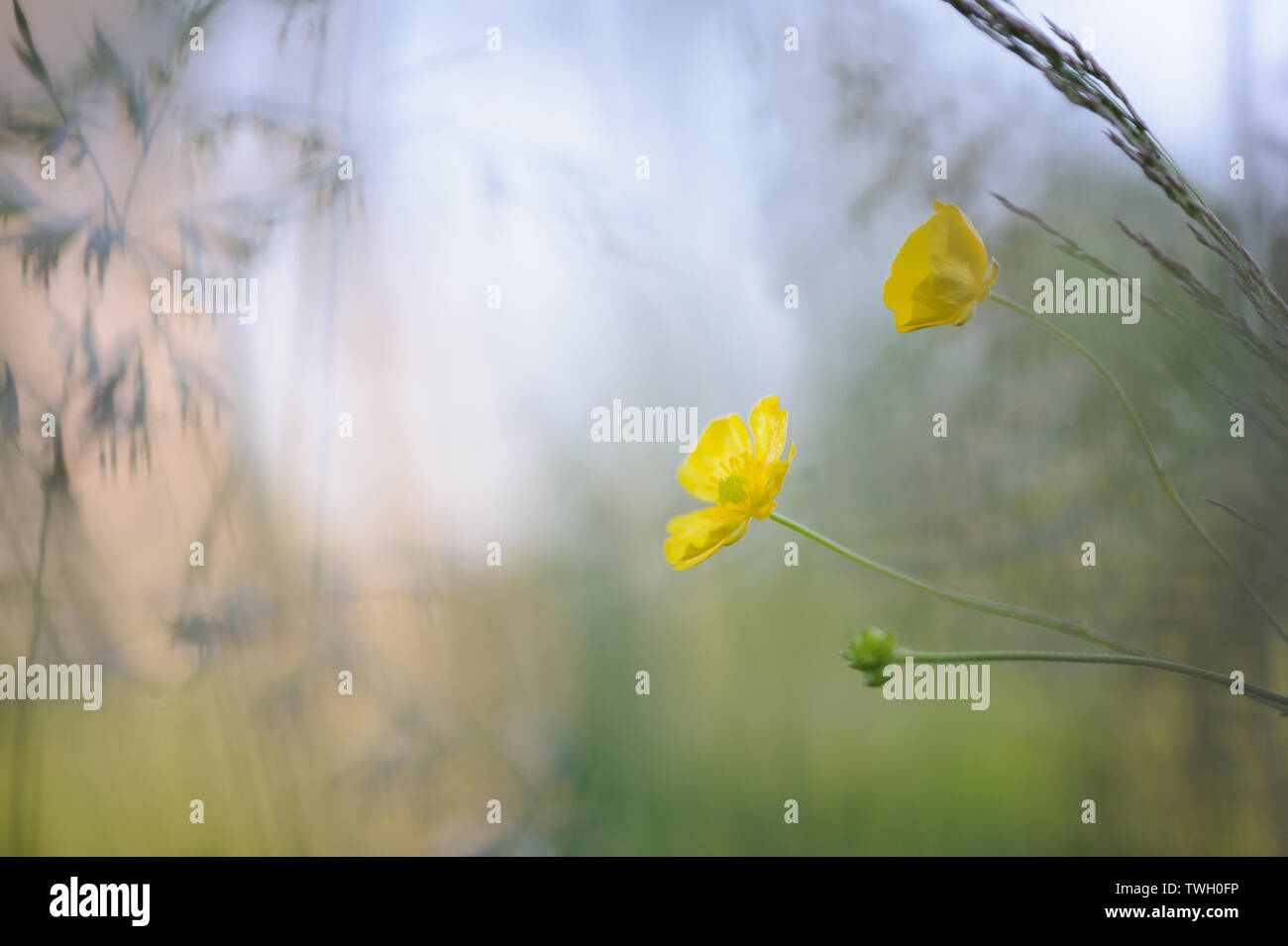 Buttercup Blumen in der Wiese Stockfoto