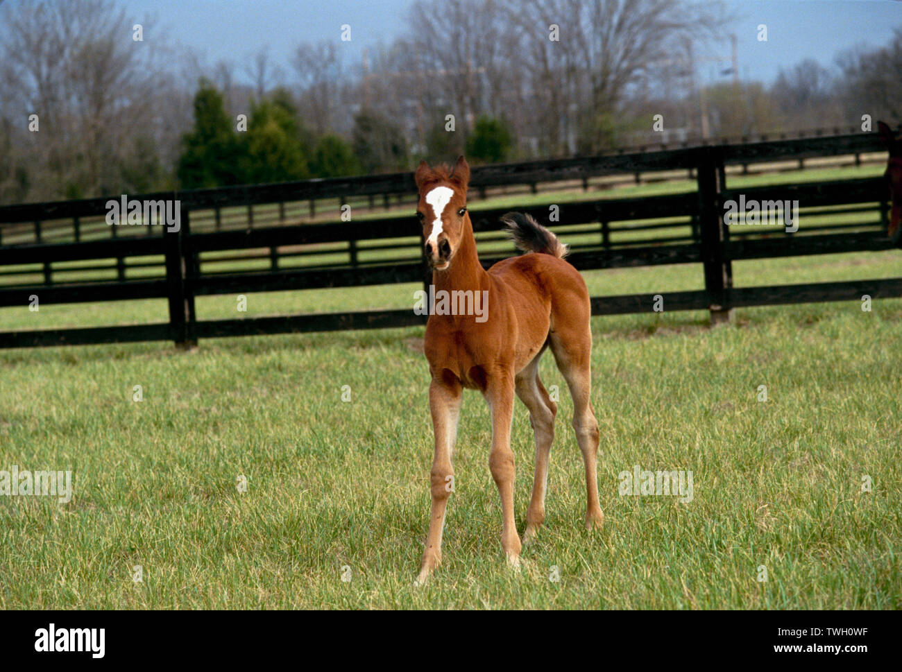 Fohlen sehr dumme Gesicht und Ohren wieder mit schwanz Stockfoto