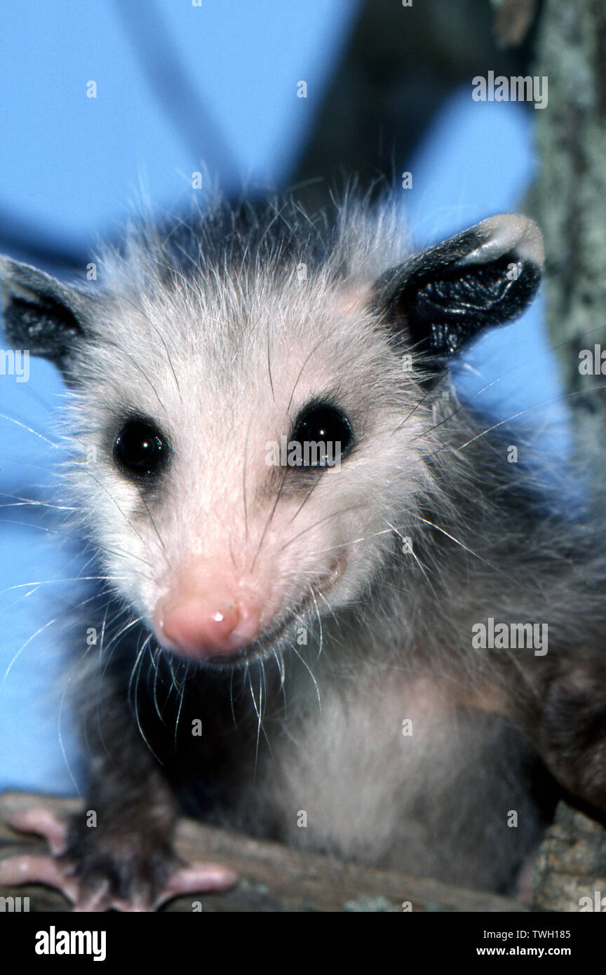 Adorable Baby Possum Gesicht saß in der Zweig eines Baumes in ein Abend mit einem blauen Himmel, Missouri, USA Stockfoto