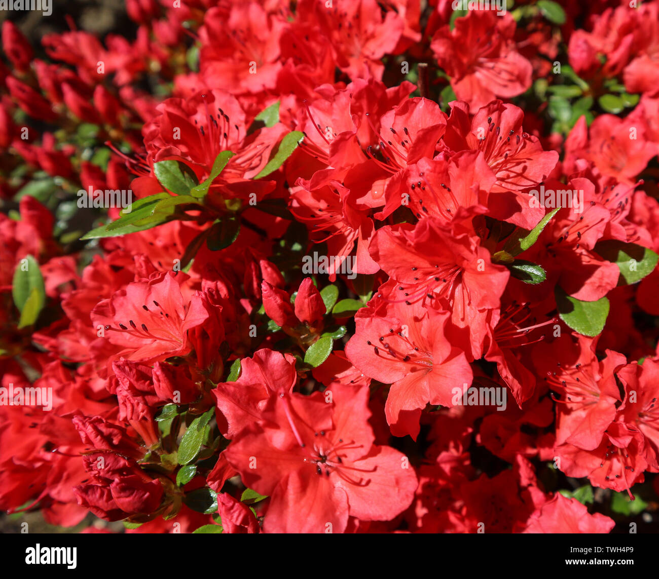 Blühende rote Azalee Blumen im Frühling Garten. Gartenarbeit Konzept. Floral background Stockfoto