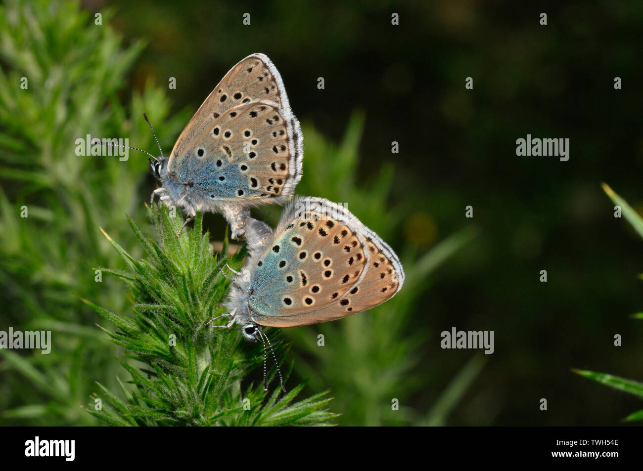 Große blaue Schmetterlinge Glaucopsyche Arion Paarung auf Selfheal Blume Collard Hill in Somerset Stockfoto