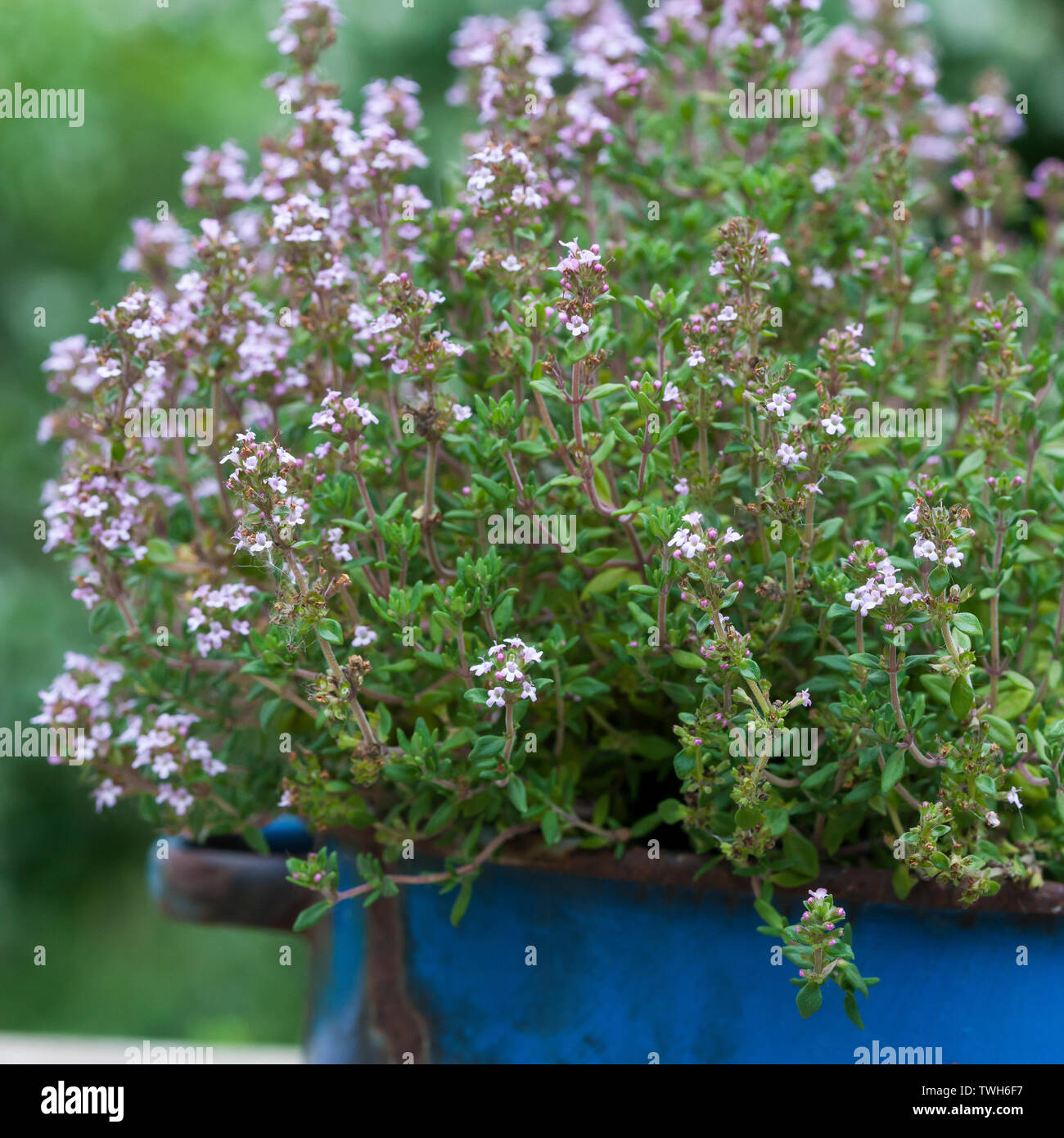 Garten Thymian Stockfotos Und Bilder Kaufen Alamy