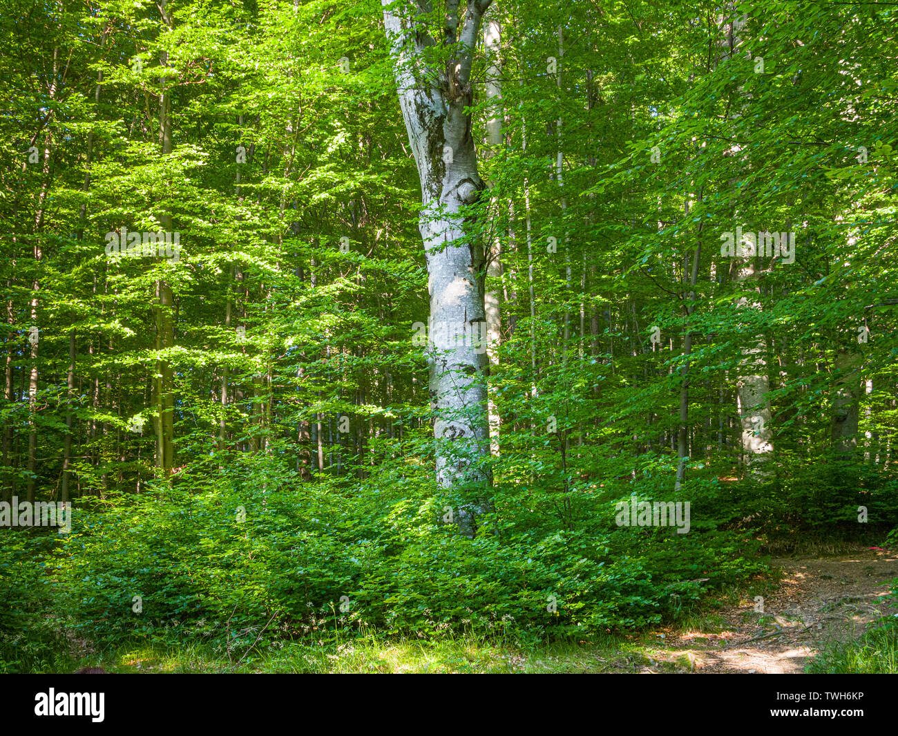 Grüne Waldlandschaft mit einem dominanten Baumstamm, Rumänien, EU. Stockfoto
