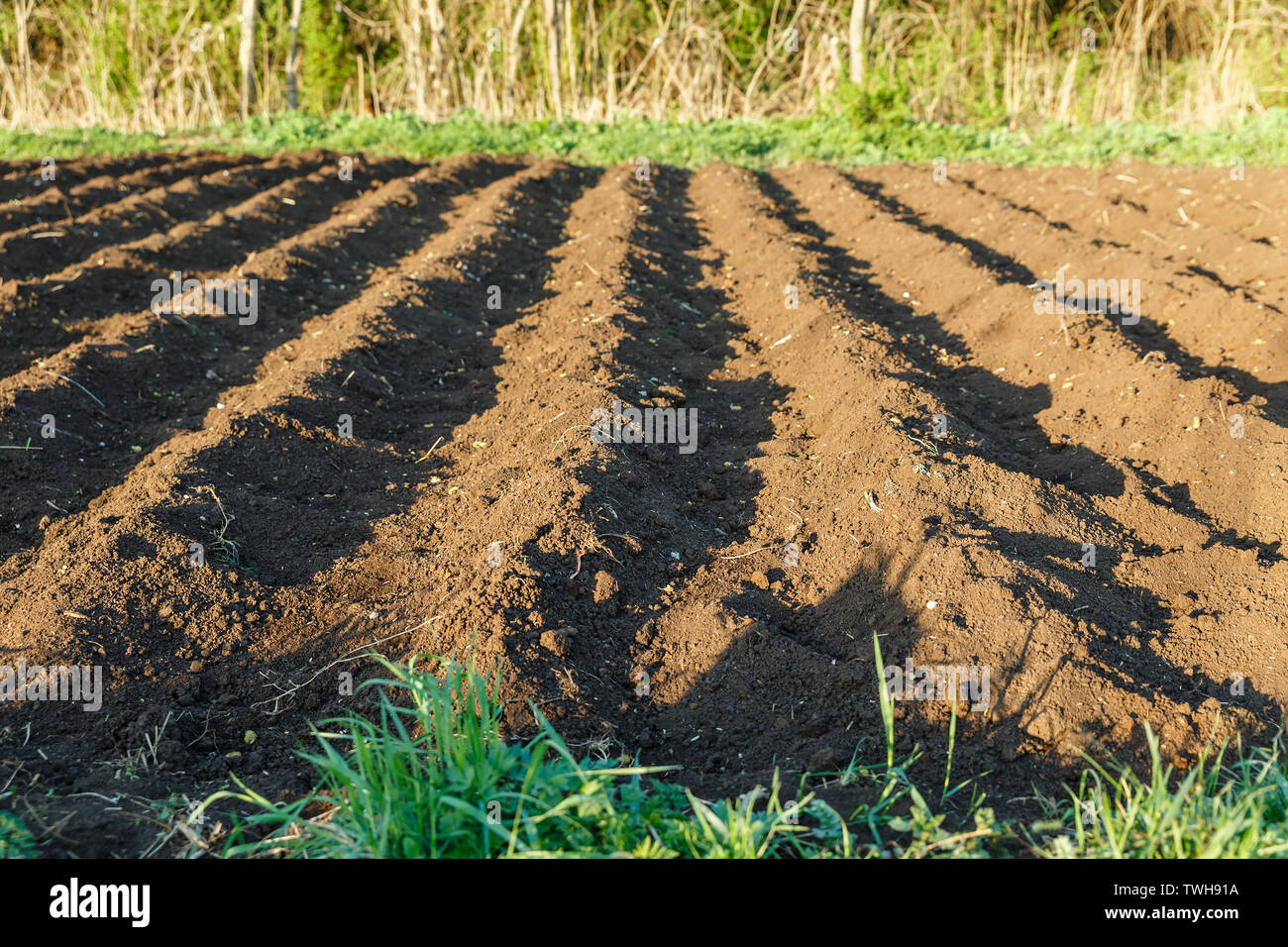 Kleine Kartoffel, Kartoffel Bergrücken mit kurzem gesäter Kartoffeln Stockfoto