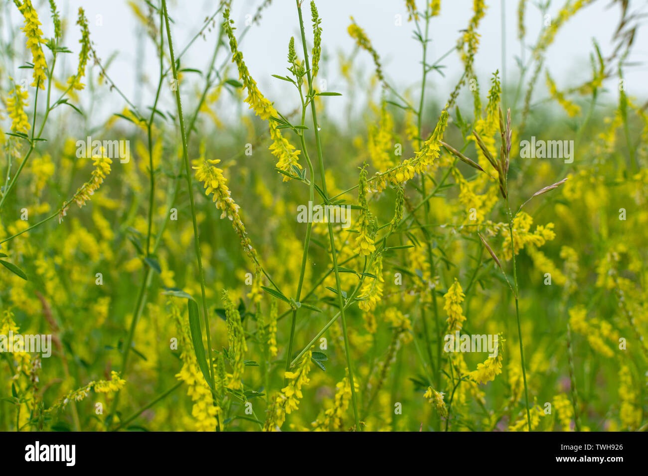 Heimische Hochgras an einem nebligen Morgen in der Midewins National Tall Grass Prairie, Illinois. Stockfoto