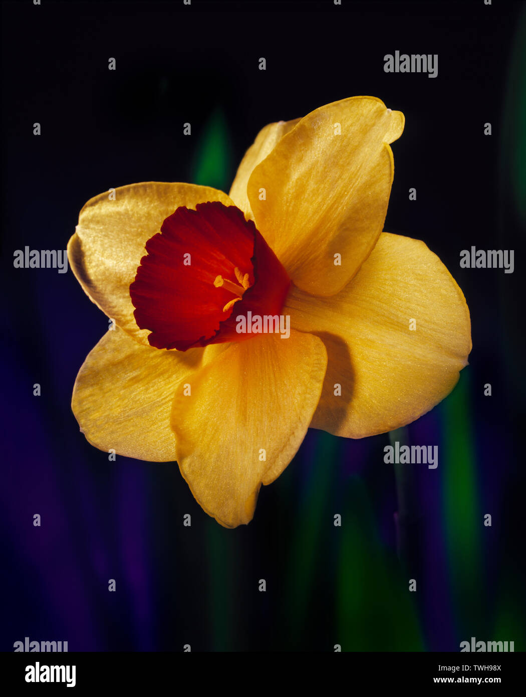 Eine einzelne jonquil Bloom, aus einer Reihe von hell gestrichenen florals im Studio. Stockfoto
