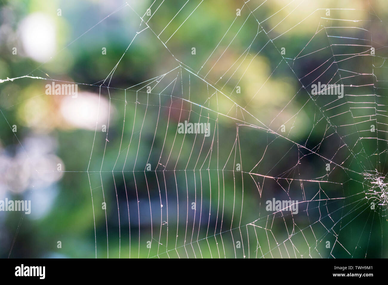 Close up Teil der white Spiderweb hängen draußen für natürliche Hintergrund Stockfoto