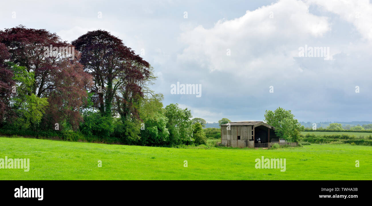 Blick über die grünen Felder der Landschaft von Somerset in der Nähe von Holcombe, England Stockfoto