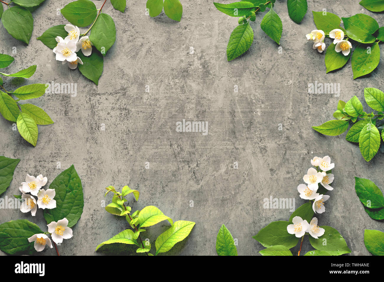 Sommer floral background mit frischen Cornus alba 'Sibirica Blumen, auch als Mock-orange bekannt. Flach auf dunkel strukturierten Hintergrund mit Text. Stockfoto