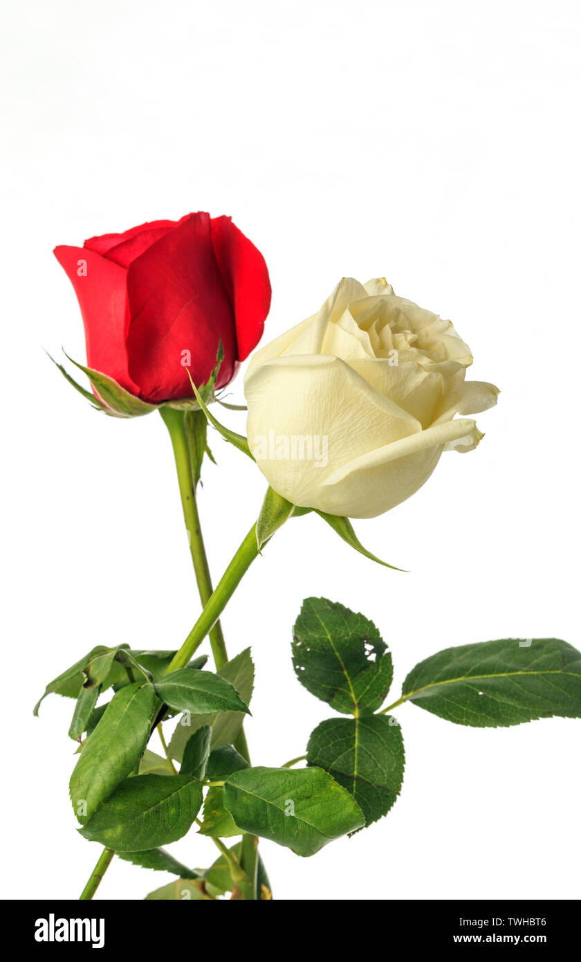 Schönen duftenden Rosen Stockfoto