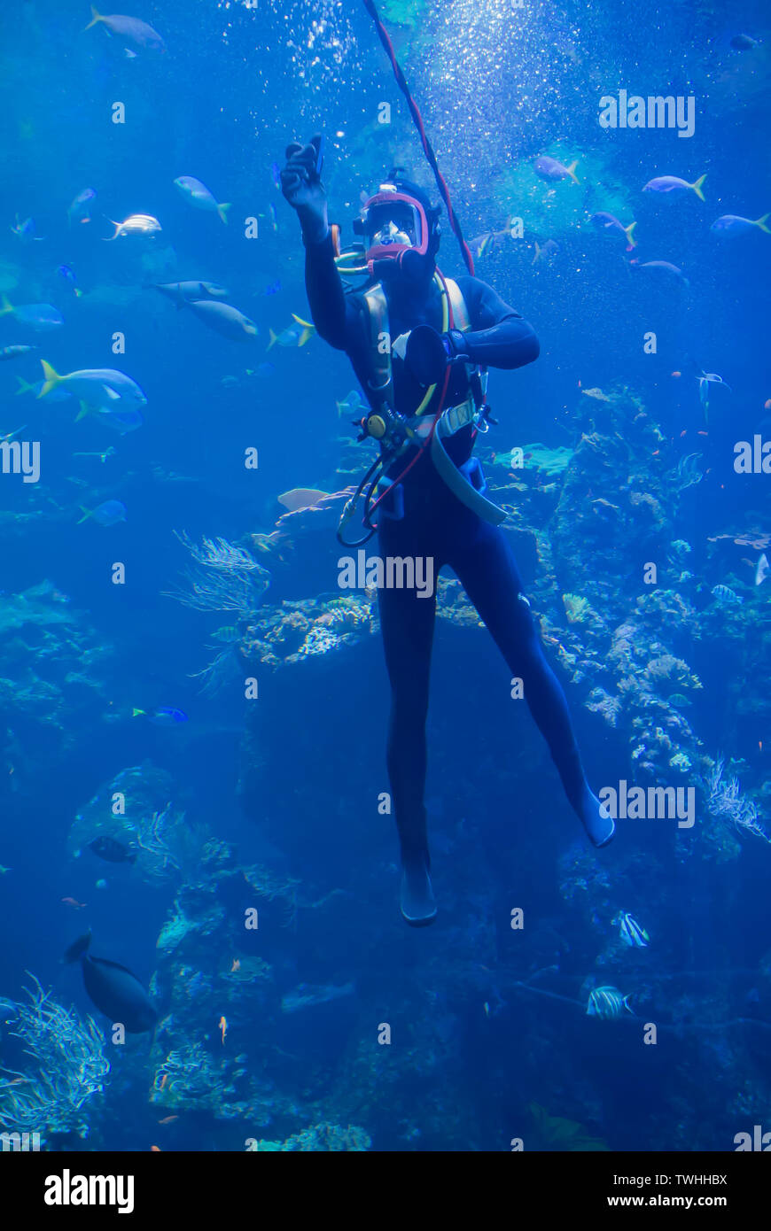 Diver Reinigung Innen von Aquarium Tank Stockfoto