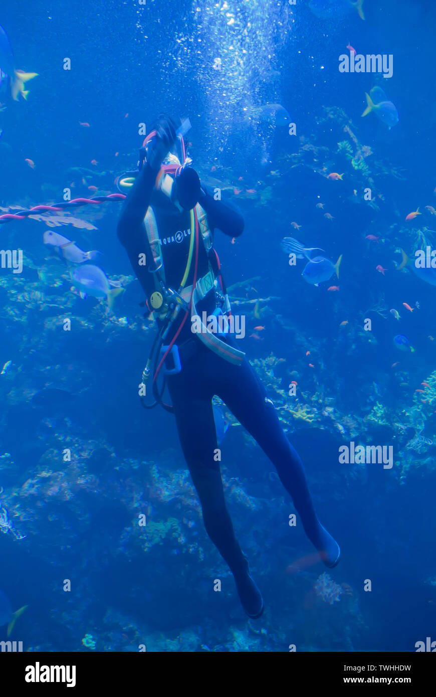Diver Reinigung Innen von Aquarium Tank Stockfoto