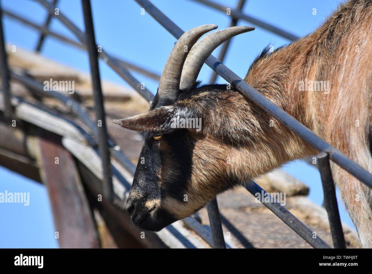 Zwei bunte gemornte Bergziege Stockfoto