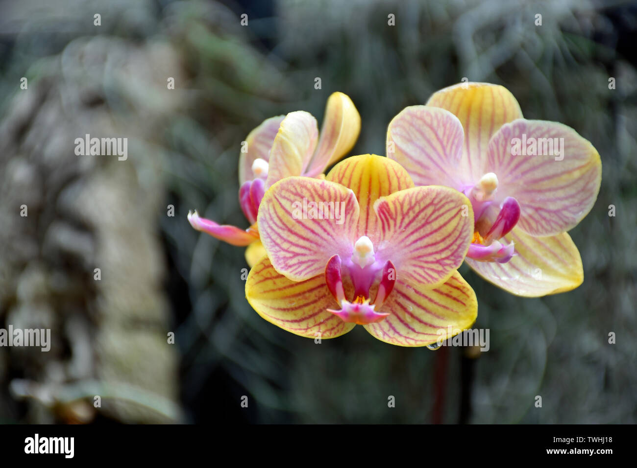Gelb, Pink und White Orchid Close-up Stockfoto