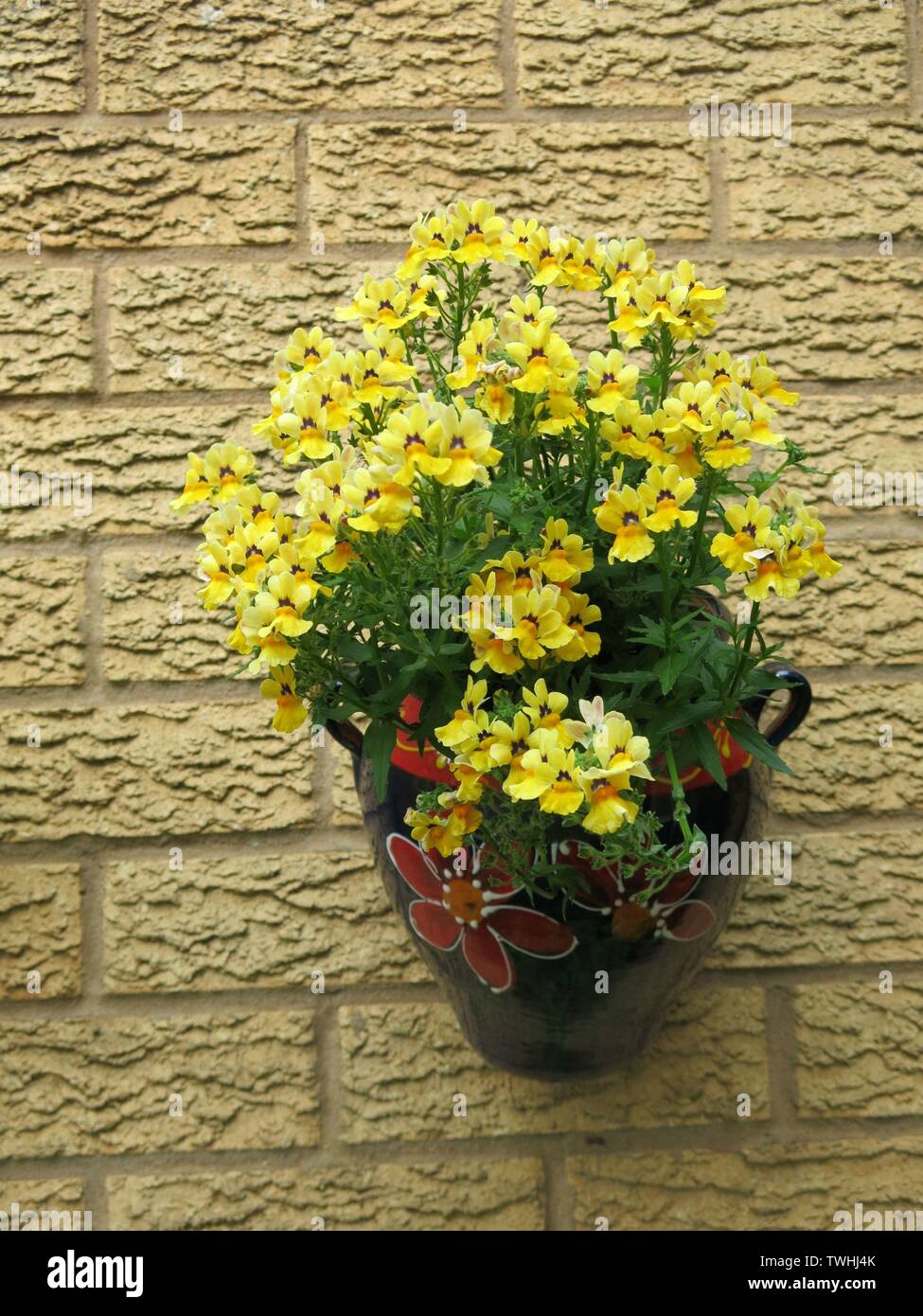 Nemesia 'Sunshine' ist ein Spritzen der helle gelbe Farbe im Frühsommer, in einem Topf hängen auf einer hellen Wand gepflanzt: Ein englischer Garten, Juni 2019 Stockfoto