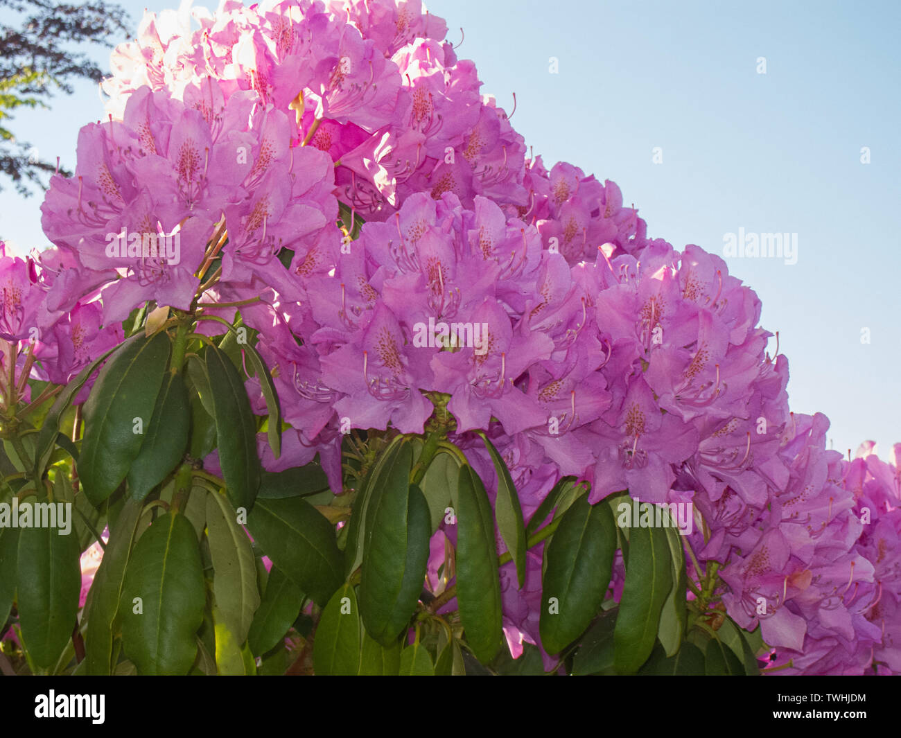 Rosa rhododendron Blumen Hintergrundbeleuchtung Frühling blüht gegen einen hellblauen Himmel. Immergrüner Strauch ist ein Liebling der Frühling Blumen im Garten. Stockfoto