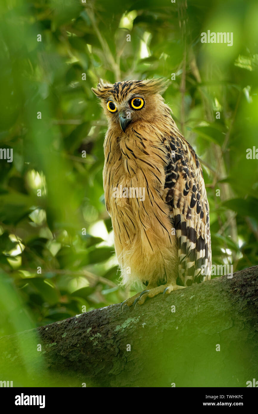 Buffy - Ketupa ketupu Fische Eule oder Malaiischen fische Eule, ist eine Pflanzenart aus der Gattung der Eule in der Familie Strigidae. Indien und das südliche Burma, Kambodscha, Laos und Vietnam, T Stockfoto