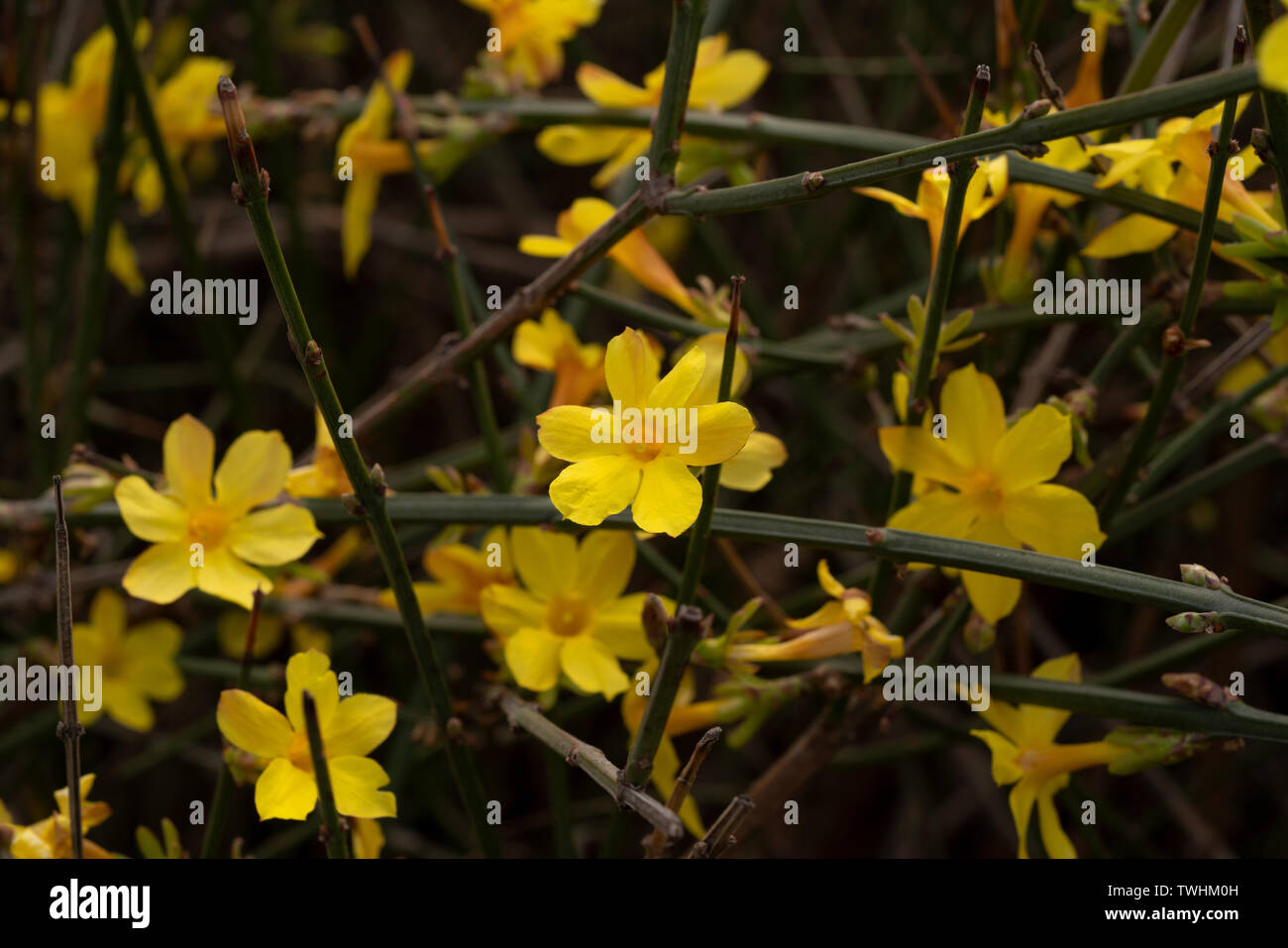 Schönen blühenden Frühlingstagundnachtgleiche kleine gelbe Blume Hintergrund Material, große Vitalität Stockfoto