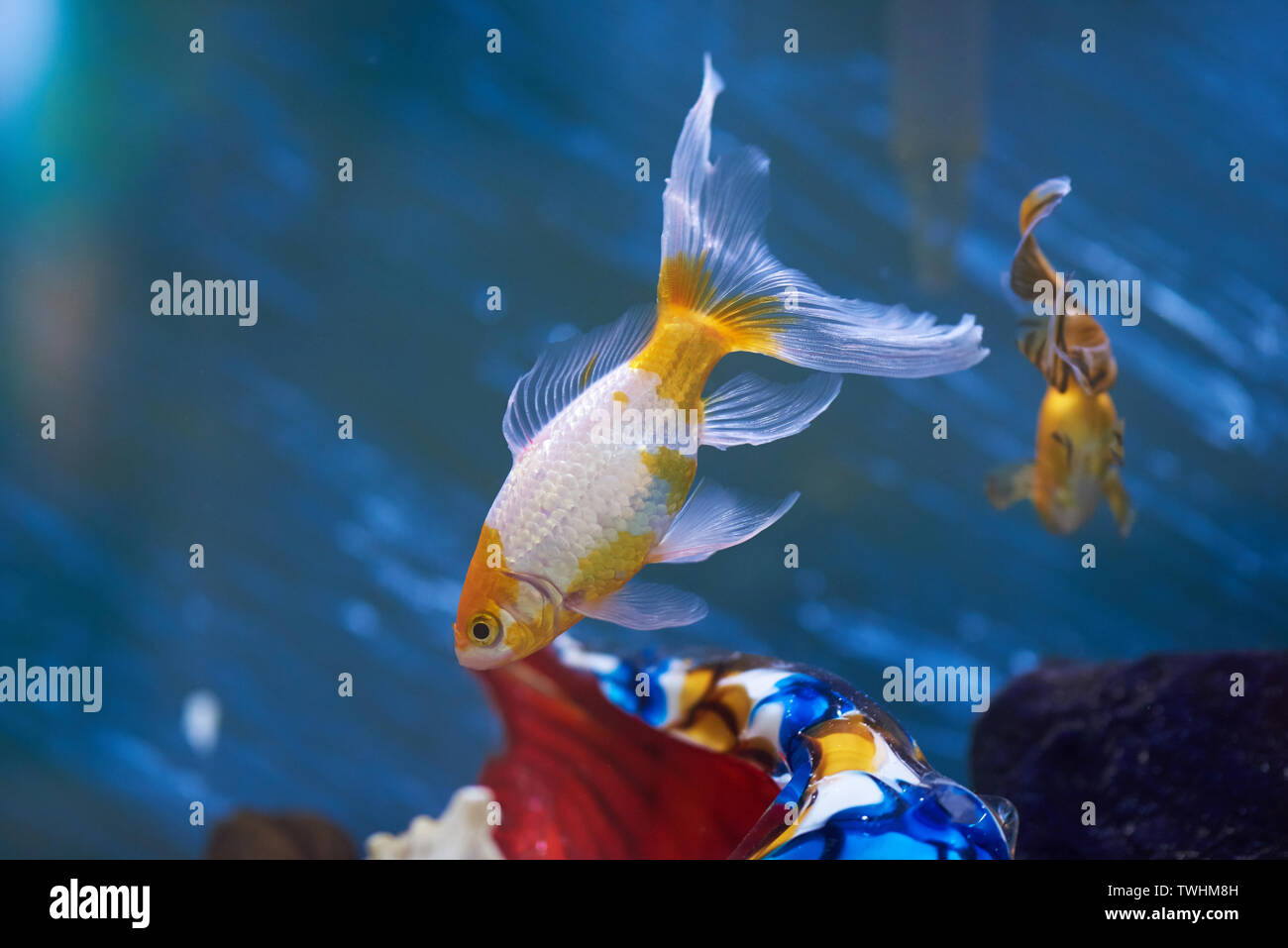 Aquarium mit Goldfischen. Sauberes aquarium Thema Stockfoto