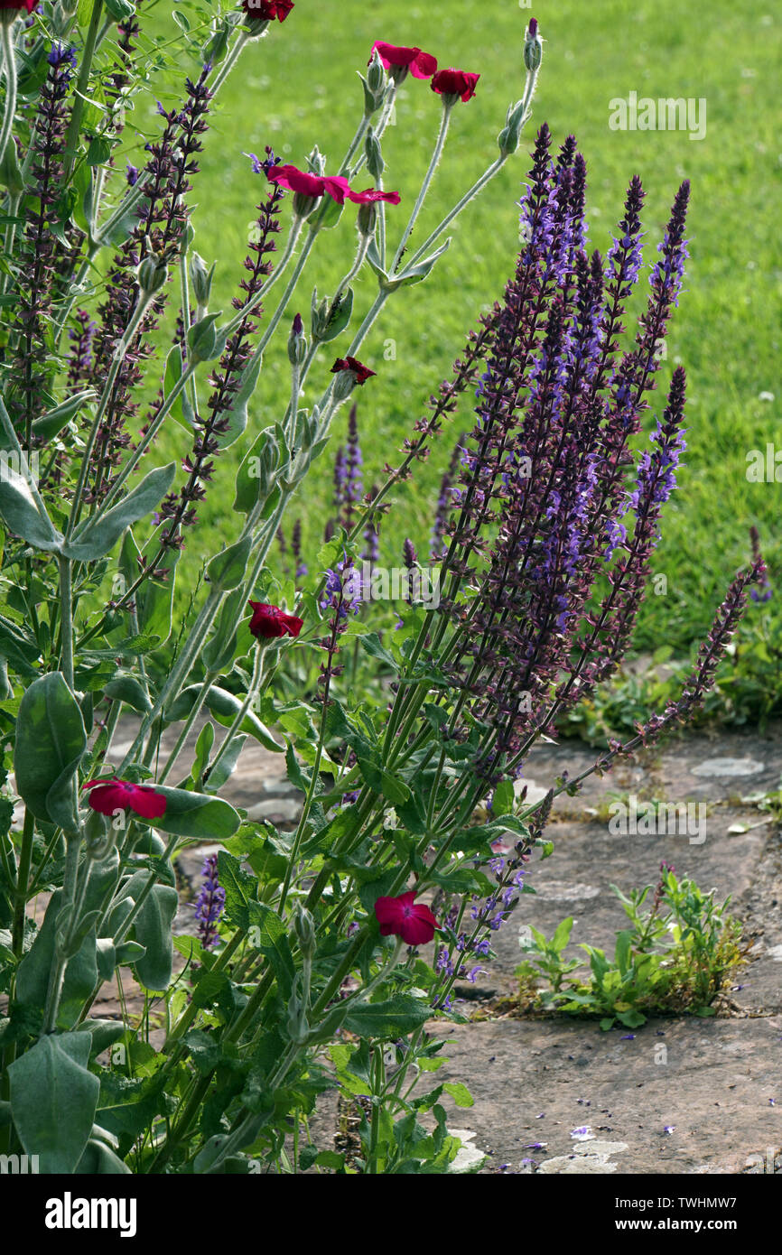 Hain-Salbei, Steppen-Salbei (Salvia officinalis) - Hybride Stockfoto