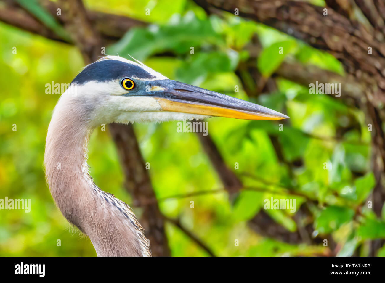 Close-up, Leiter der Great Blue Heron. Stockfoto