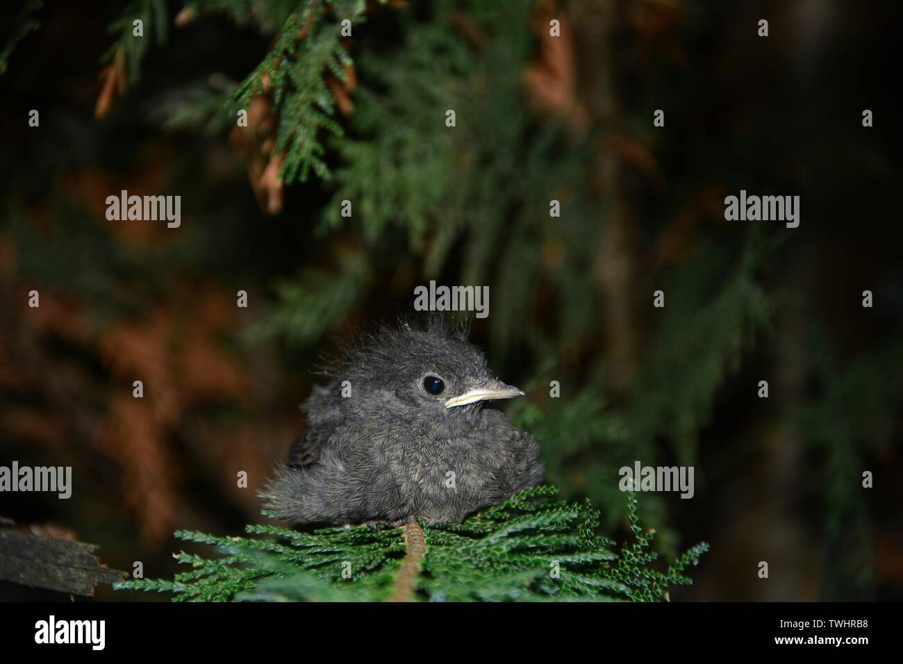 Black Redstart jungen Vogel sitzt auf den grünen Zweig in einer Hecke, schauen Sie auf die Seite, mit Kopie Raum Stockfoto