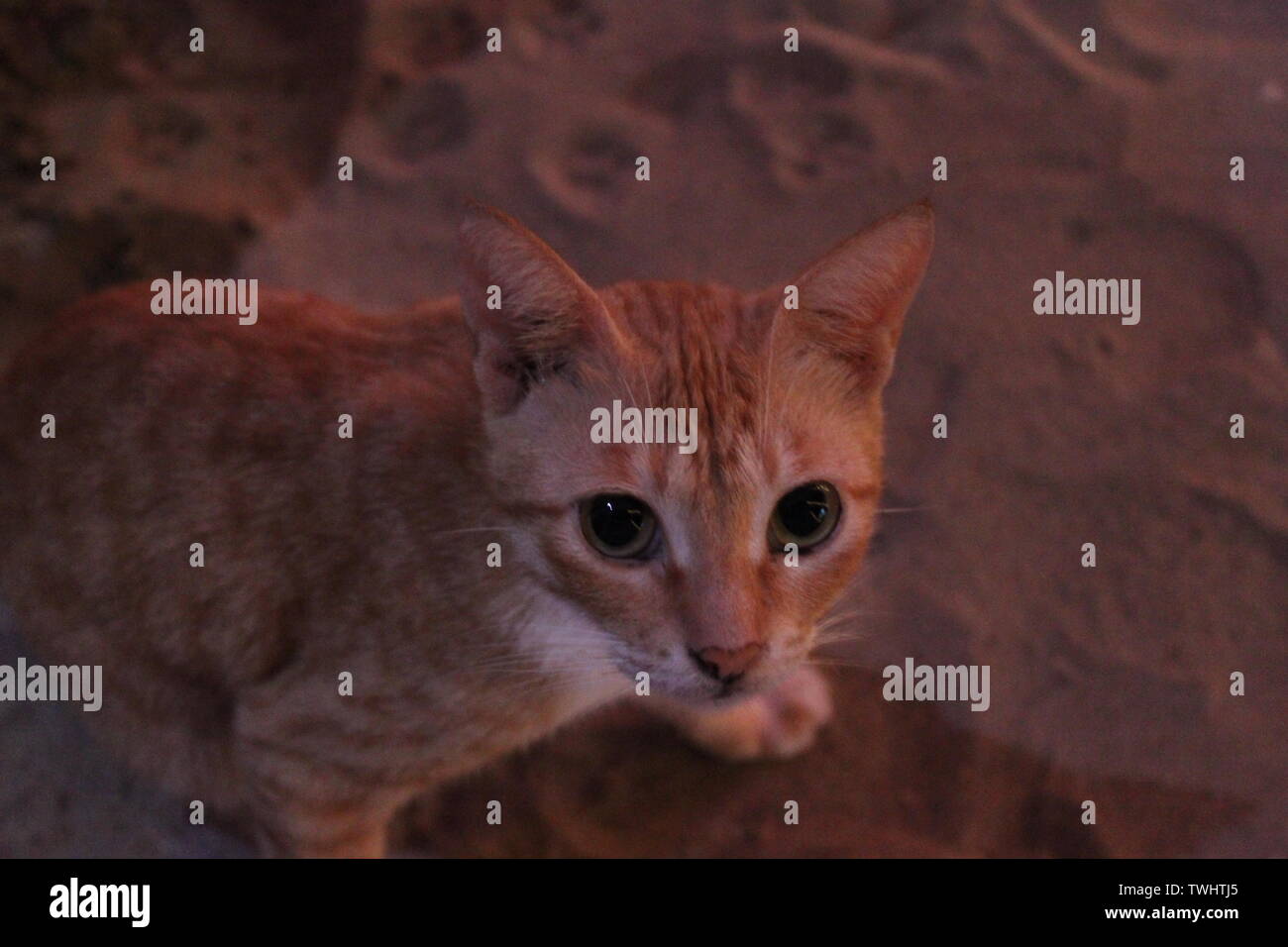 Ingwer Sri Lankan Katze auf Strand Stockfoto