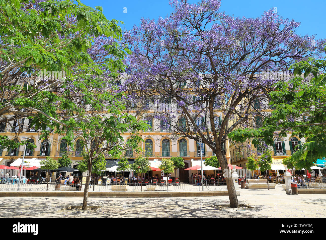 Schöne Jacaranda-bäume auf der Plaza de la Merced öffentlichen Platz mit Restaurants hinter, in Malaga, Spanien, Europa Stockfoto