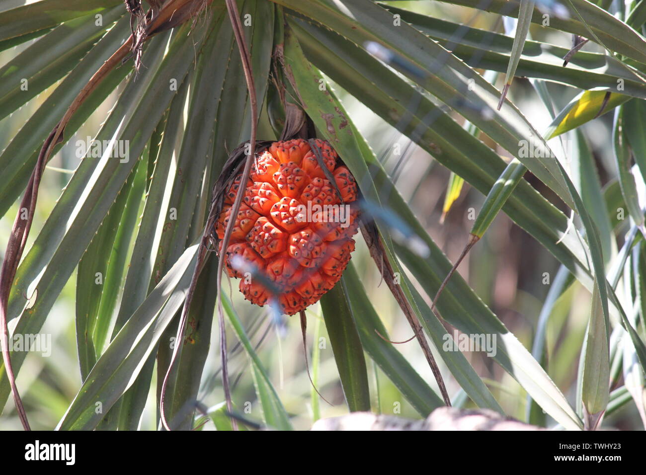 Reif pandanus Obst (ähnlich einer Ananas) wachsen auf pandanus Palme in Sri Lanka Stockfoto