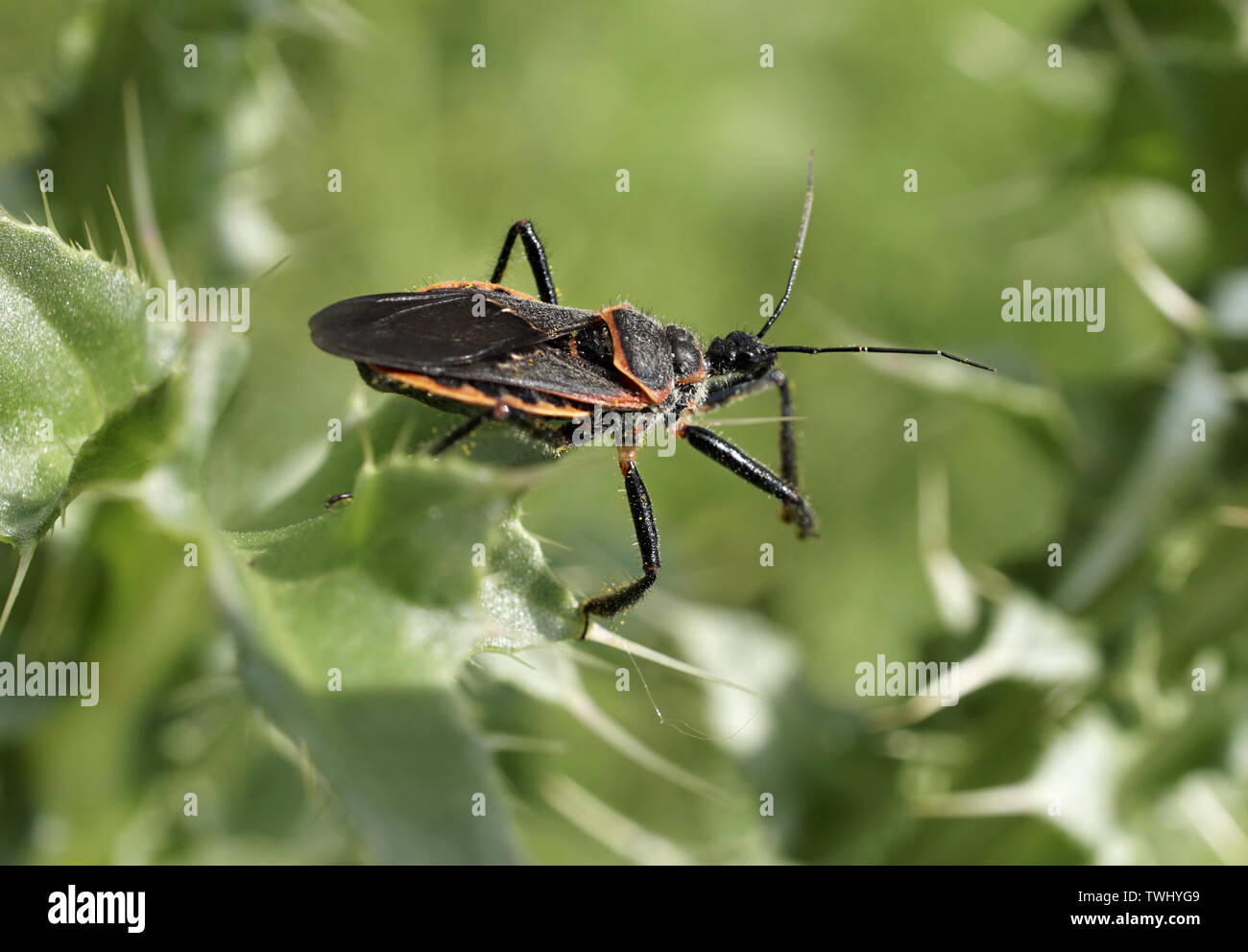 Kissing Bug auf Thistle Stockfoto