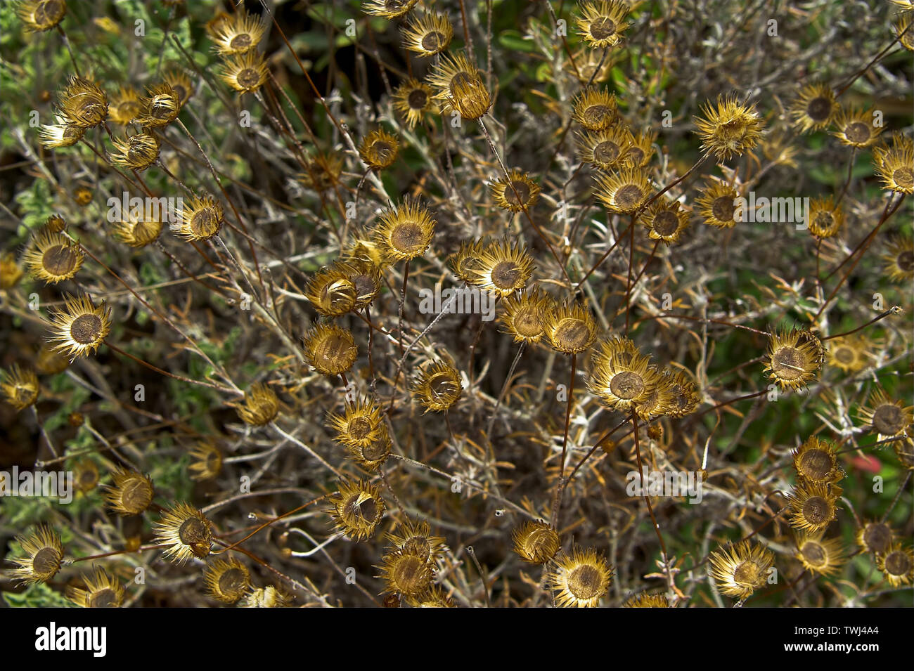 Phrygana, spikiges mediterranes Peeling - in Nahaufnahme, Phrygana, Stacheliges mediterranes Peeling - in Nahaufnahme, Frygana, kolczaste zarośla. Makro-Zoom Stockfoto