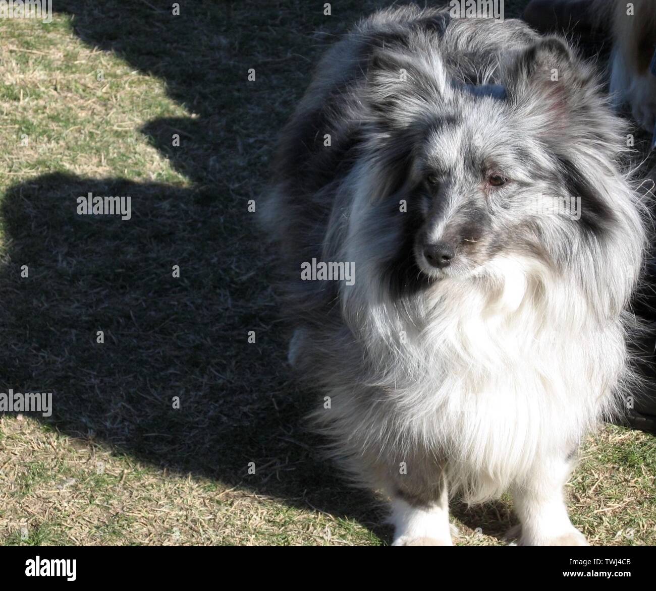 Bi-blau Shetland Sheepdog im Arizona Stockfoto