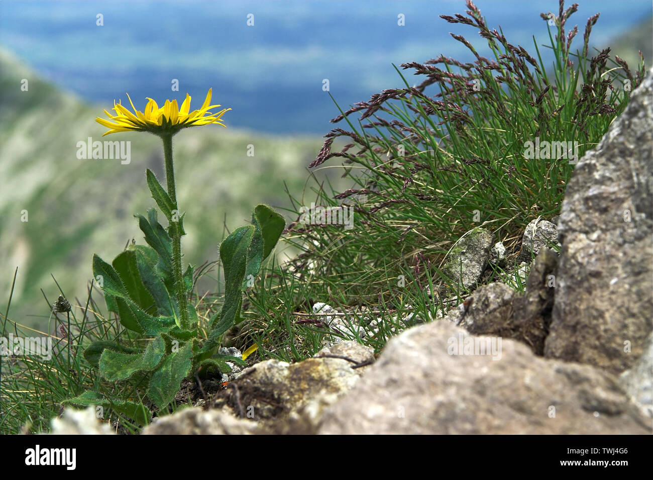 Omieg kozłowiec (Doronicum clusii (Alle)); Clusius-Gämswurz, Zottige Gämswurz. Asteraceae. Tatry. Tatra Flora. 塔特拉菌群 Stockfoto