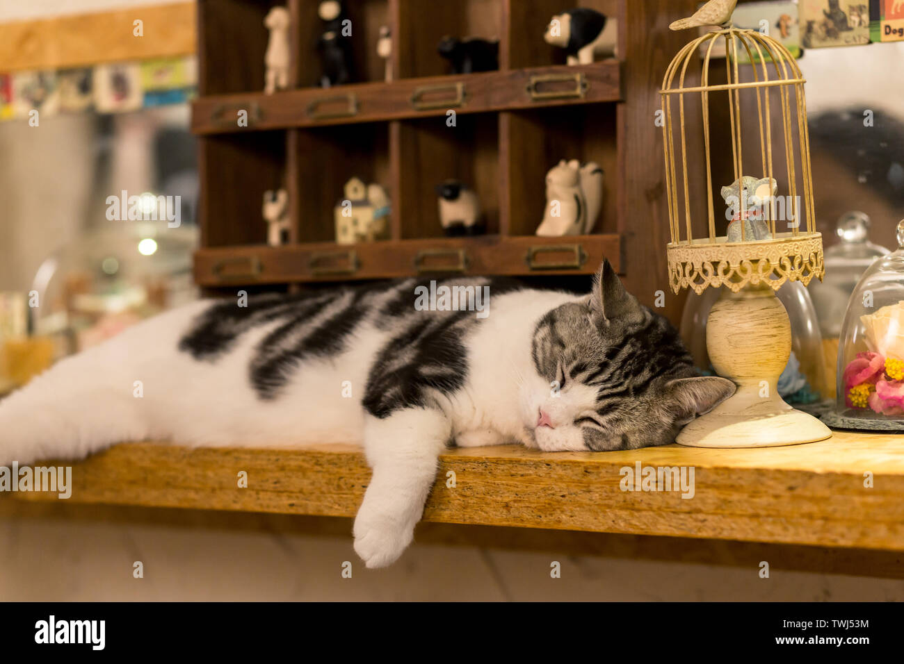 Katzen. Stockfoto