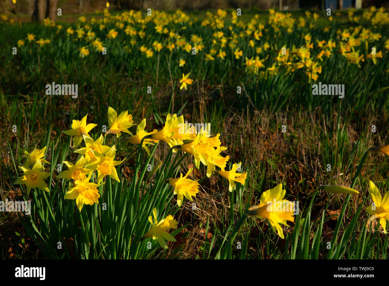 Narzissen im Feld, EE Wilson Wildlife, Oregon Stockfoto