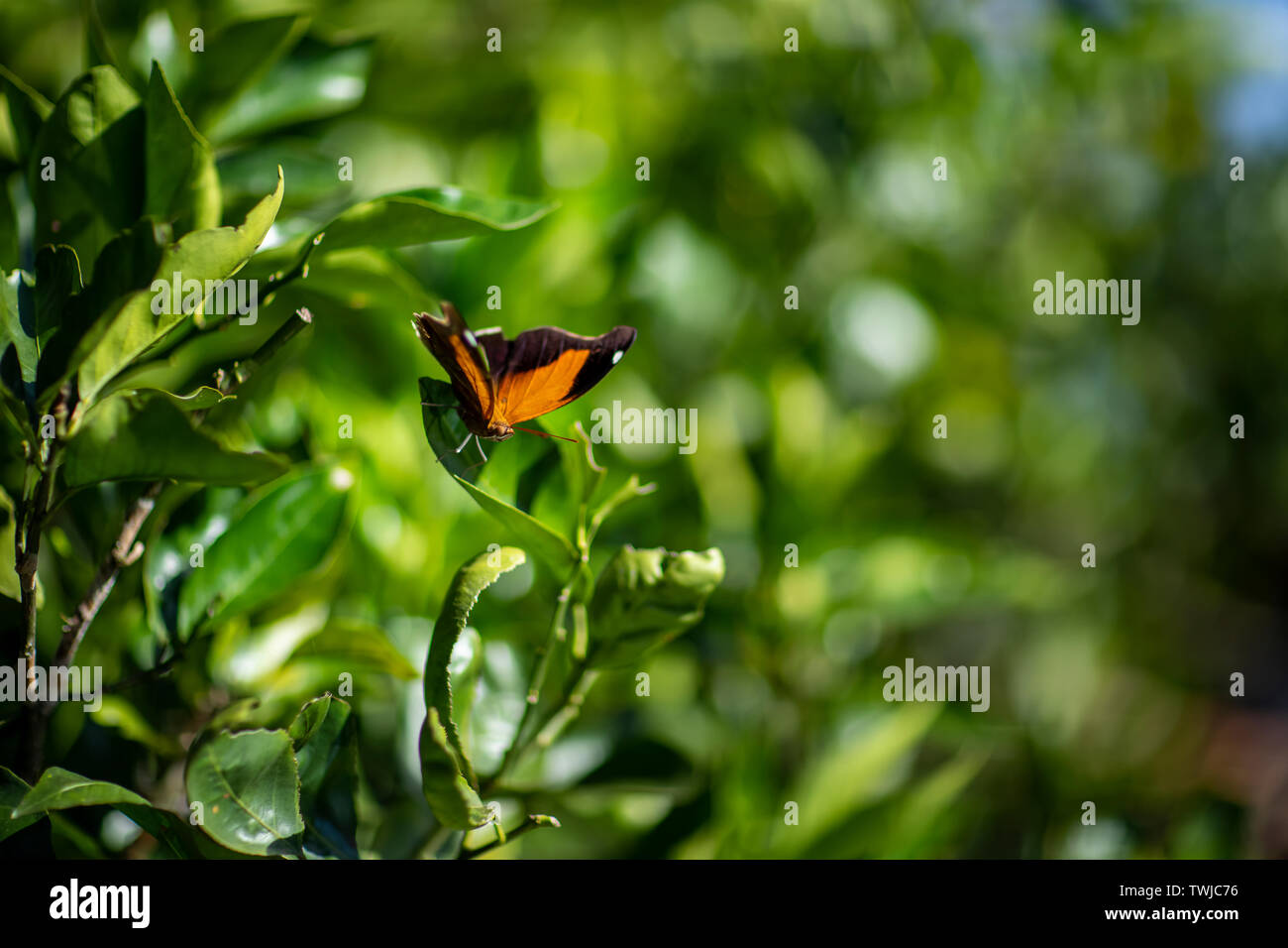 Orange und Schwarz Schmetterling. Ein schöner Schmetterling, der Orange Wings mit schwarzen Details, sitzen auf einem Blatt. Stockfoto