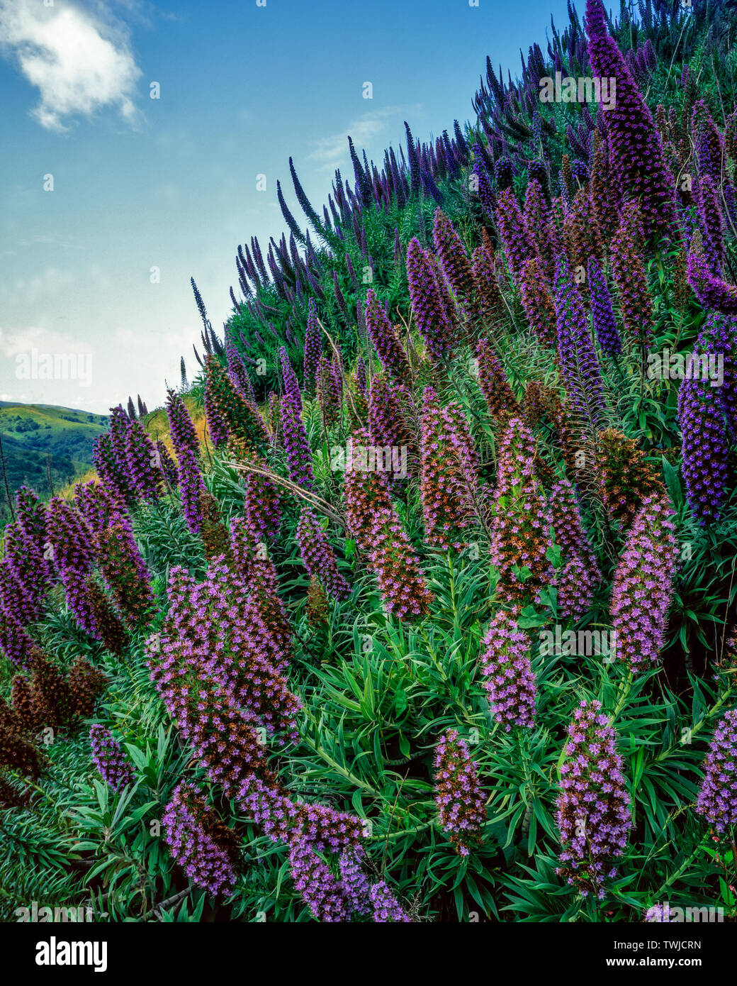 Natternkopf, Echium candicans, Stolz von Madera, Mount Tamalpais State Park, Marin County, Kalifornien Stockfoto