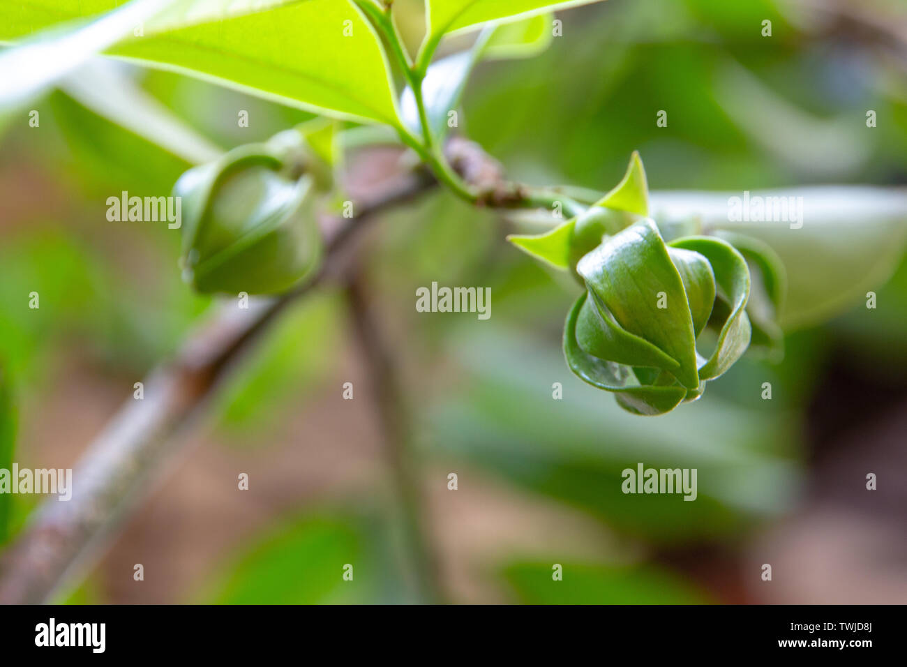 Ylang Ylang Blumen oder Cananga odorata Blüte am Baum, Thailand Stockfoto